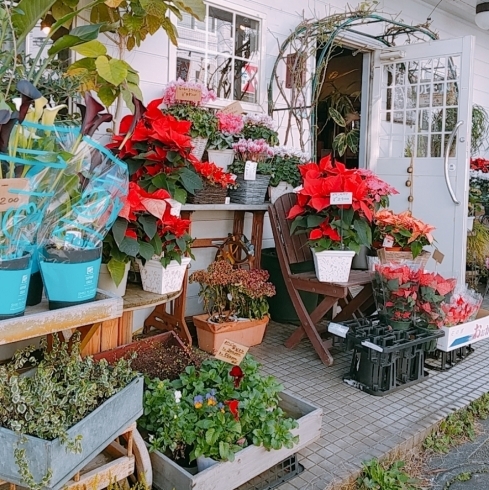 能見台のお花屋さん Hananogaでクリスマスフラワーはいかがですか まいぷれ横浜市磯子区 金沢区 イソカナ編集部のニュース まいぷれ 横浜市磯子区 金沢区