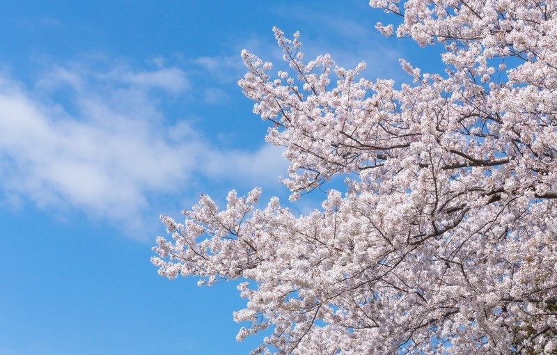 西尾市の桜・お花見観光スポット総力特集！