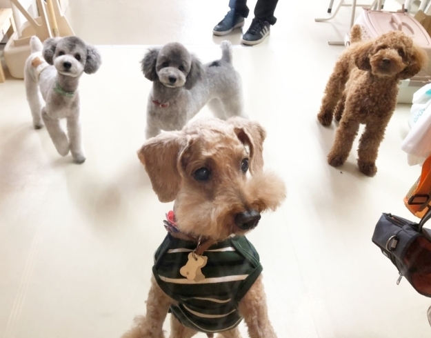 「ドッグトレーナーがアドバイス★新潟市犬の保育園♪犬の社会化わんちゃんのしつけHappyTail」