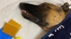 トリミングで被害犬がでました トリミングサロン Elle One 南行徳店のニュース まいぷれ 市川市
