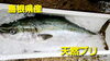 「○本日のお刺身○【島根県産 天然ブリ】【ノルウェーサーモン】」