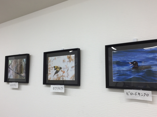 「大丸野鳥写真展」