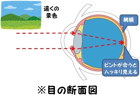 ① 正しく合った状態なら余計な負荷なくピントが合う「メガネを掛けるとよく見えるけど目が疲れる…その理由」