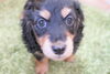 「ミニチュアダックス子犬情報」
