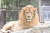 「「とべ動物園　ねこ歩き」を開催します。」