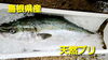 「○本日のお刺身○【島根県産 天然ブリ】【ノルウェーサーモン】」