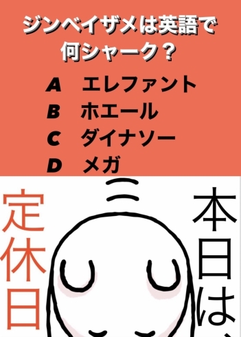 2月3日水曜日今日のクイズ ジンベイザメは英語で何シャーク A エレファント B ホエール C ダイナソー D メガ 本日瓢は定休日です よろしくお願いします 地魚食道 瓢のニュース まいぷれ 新潟市