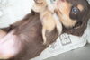 「ミニチュアダックス子犬情報」