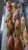 「一魚一会の明日のおすすめランチは料理長が釣ったアコウとボッコの味噌汁定食です」