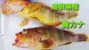 「○本日のお刺身○【島根県産黄カナ】【養殖カンパチ】」