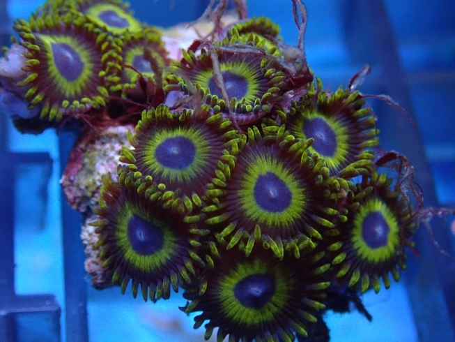 今治市 まいぷれ