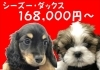 ダックス＆シーズー「ダックスフンド仔犬達」