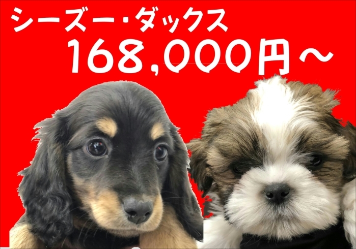 ダックス＆シーズー「ダックスフンド仔犬達」