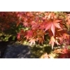 紅葉まっさかり