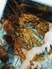 「西海物産館魚魚市場鮮魚コーナーおすすめ商品は「特売！伊勢海老」です♪」