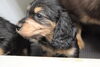 「ミニチュアダックス子犬情報」