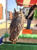 フクロウ来てます！！「フクロウ来てます！！」