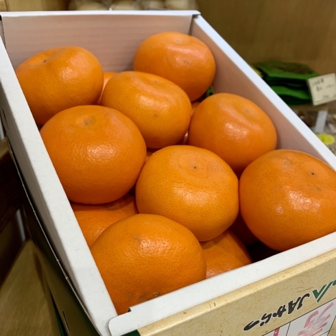 佐賀県産高級柑橘 はまさき が人気です ながみ屋のニュース まいぷれ 岩国 柳井 周防大島 和木 大竹