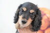 「ミニチュアダックス子犬情報」