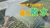 「【初公開】苗の水やりを解説します♪ タネのハシモト」