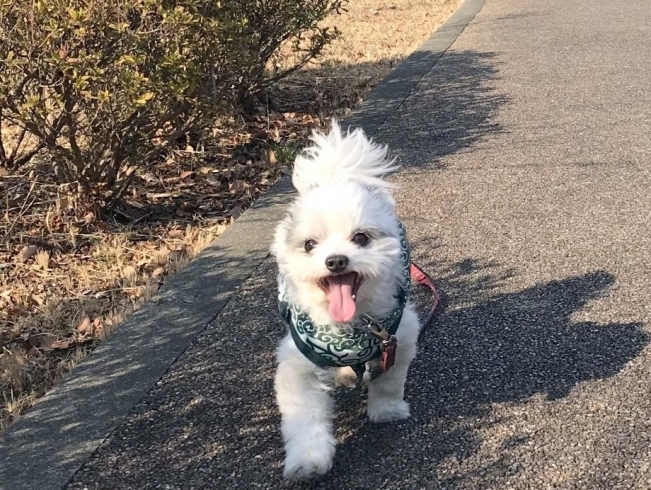 看板犬　小鉄「会議」