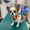 パピー犬 仔犬 にお得な割引あります 最新の設備と確かな技術のペットサロンanimal Animal宮下店のニュース まいぷれ 福島市