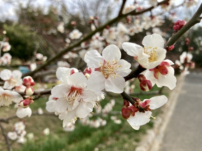 「神崎緑地公園へ行ってきました！」