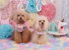 Happybirthdayここあちゃん&のあちゃん「Anniversary photo　(*´ω｀*)」