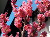 庭の紅梅が満開に。梅は光、桜は気温で開花するそう。「2月11日(木)は祝日 ~夕方は休み、夜は開室します~」