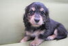 「ミニチュアダックス子犬情報」