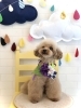 「里親募集です♡」