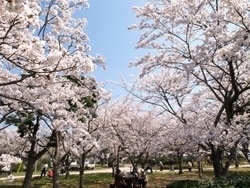 米子周辺で桜の綺麗なお花見スポット！　TOP3★
