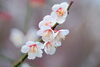 「♡本日は、定休日になりま～す。♡(2月14日)♡　』　♡♡休日の喜び♡♡　後日（遊びに寄って下さ～い）☆　ありがとうございます。」