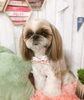 「新潟市犬の保育園♪犬の社会化わんちゃんのしつけHappyTail」