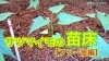 「サツマイモの苗床準備【温度・湿度・管理】　タネのハシモト」