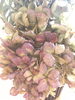 グリーンと赤紫が綺麗に仕上がった紫陽花のドライ「ドライフラワー」