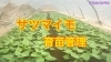 「サツマイモの苗管理　タネのハシモト」