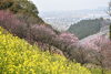 町全体を見渡せる、この眺めも最高！「【西条市:福武】西条市民の森　2021年2月13日(土)の梅林園の様子」