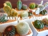 サボテンよせうえ「【はなやHOK皆生店】新しい苗鉢が入荷しました！」