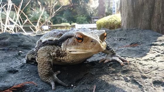 「カエル類の調査手法研修会」