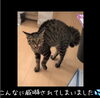 「猫のブルーと看板娘パールが初対面」