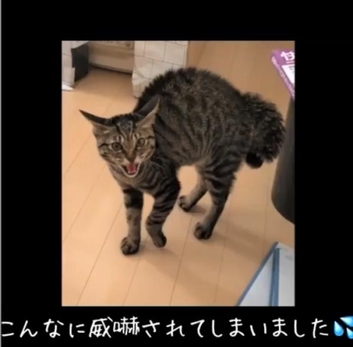 「猫のブルーと看板娘パールが初対面」