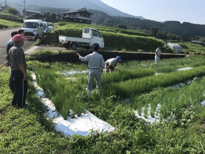 分葱部会の栽培勉強会「いっしょに　夏分葱（なつわけぎ）や紫とうがらし　を作りませんか？」