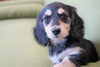 「ミニチュアダックス子犬情報」