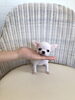 おもちちゃん^o^「お迎え　^ - ^」