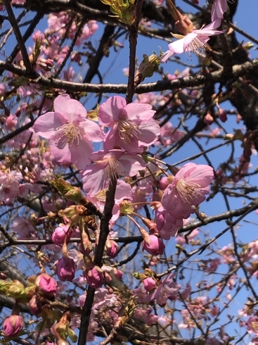 「花見」