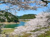 七川ダムの桜「和歌山の桜スポット！「七川ダム」」