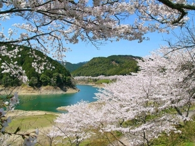 七川ダムの桜「和歌山の桜スポット！「七川ダム」」