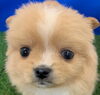 MIX犬【ポメラニアン×シーズー】「新しく仲間入りしました(^▽^)/」