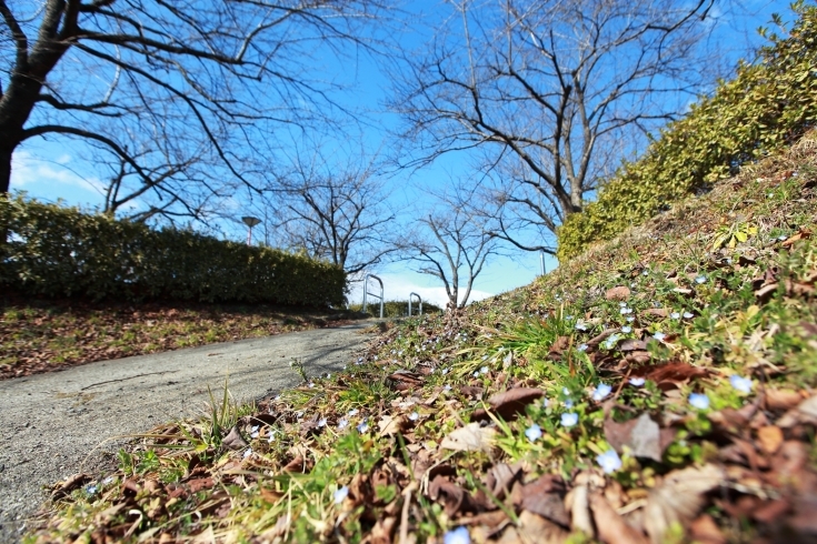 「三寒四温」